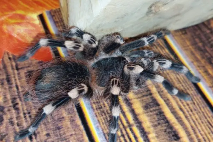 Паук - птицеед Акантоскурия Геникулята (Acanthoscurria geniculata)- фото № 2