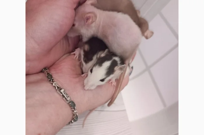 Дамбовухи и стандартные крысы на продажу- фото № 1