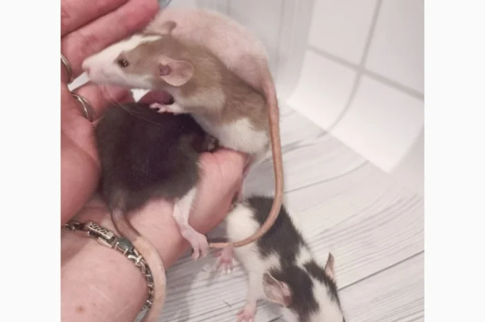 Дамбовухи и стандартные крысы на продажу- фото № 2