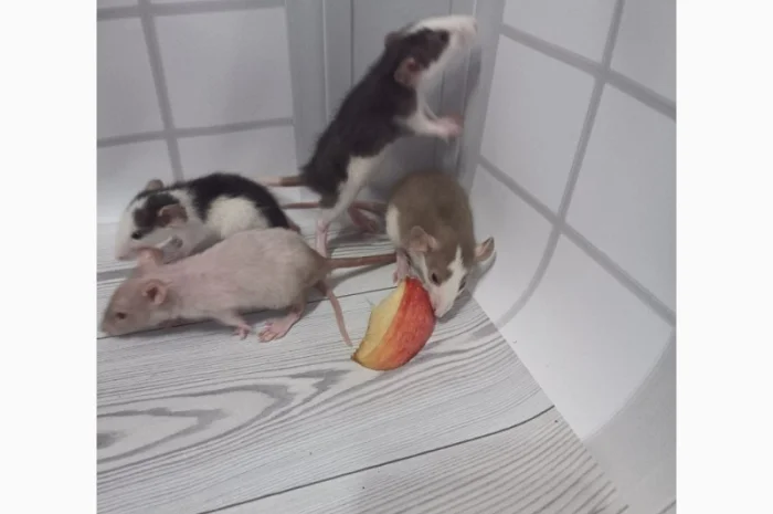 Дамбовухи и стандартные крысы на продажу- фото № 3