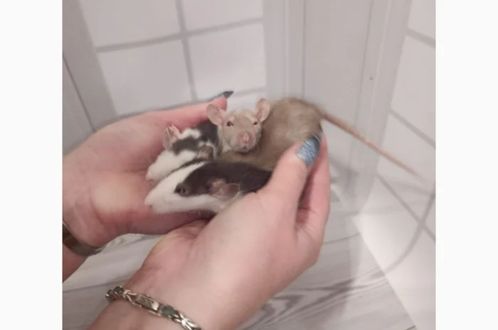 Дамбовухи и стандартные крысы на продажу- фото № 5