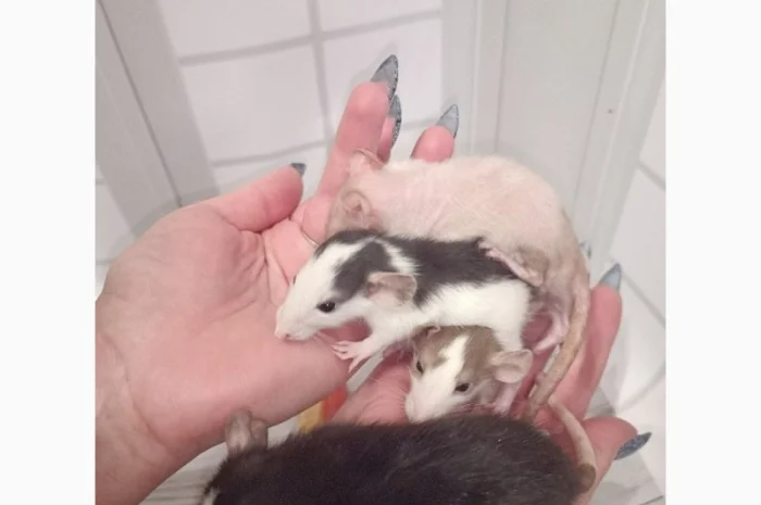 Дамбовухи и стандартные крысы на продажу- фото № 6