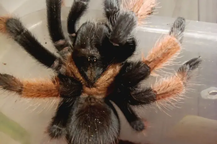 Брахипельма эмилия (Brachypelma emilia) или мексиканский красноногий птицеед- фото № 1