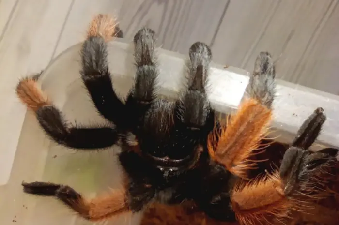 Брахипельма эмилия (Brachypelma emilia) или мексиканский красноногий птицеед- фото № 2