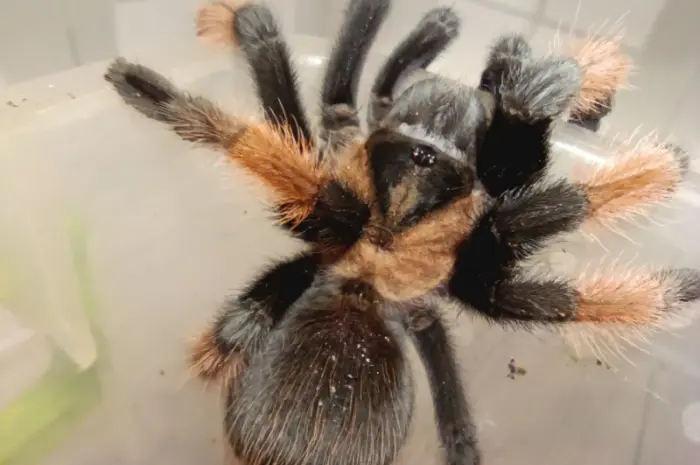 Брахипельма эмилия (Brachypelma emilia) или мексиканский красноногий птицеед- фото № 3