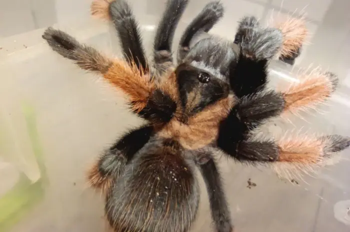 Брахипельма эмилия (Brachypelma emilia) или мексиканский красноногий птицеед- фото № 4