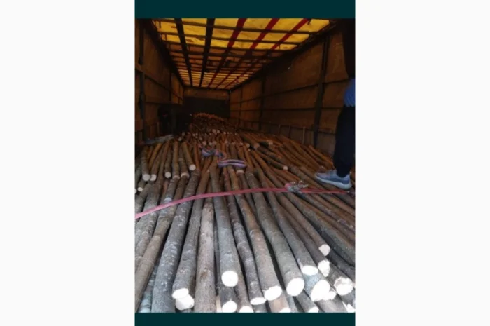 Ліщина ліска лупанка куплю- фото № 1