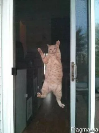 Сетка усиленная Антикошка- фото № 1