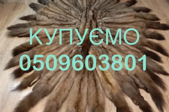 Купуємо шкури куниці та бобра в Житомирі- фото № 1