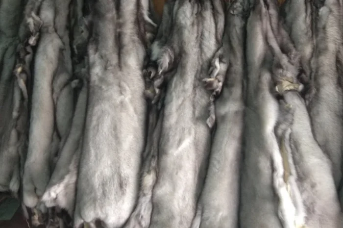 Продажа шкурок финского песца- фото № 1