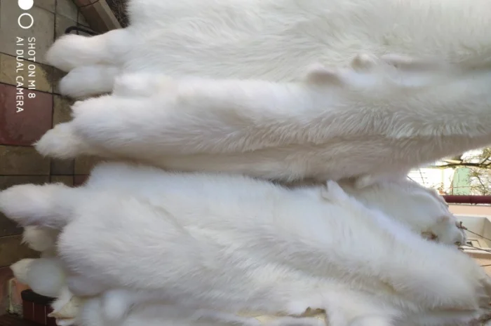 Шкурки белого финского енота- фото № 1