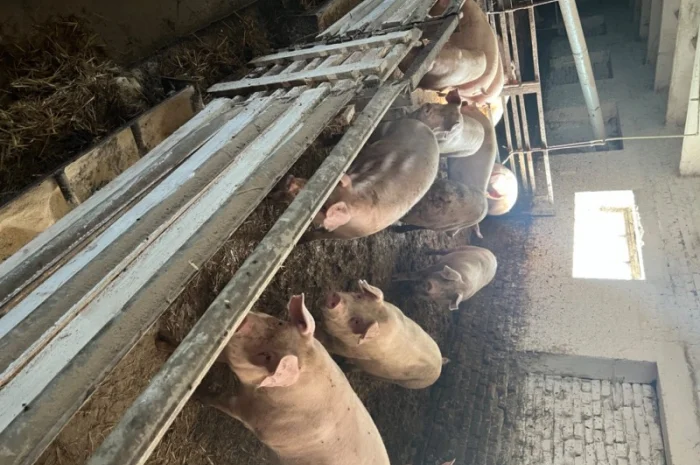 Продам свиней- фото № 2