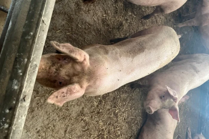 Продам свиней- фото № 3