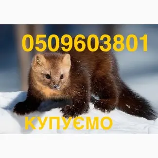 Куниця лісова і камʼянка НАЙДОРОЖЧЕ КУПУЄМО- фото № 1