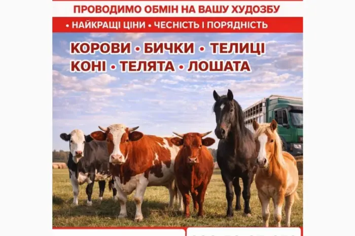Закуповуємо ВРХ Корови Коні Бички Телиці Телята На М'ясо Та На Тримання- фото № 1