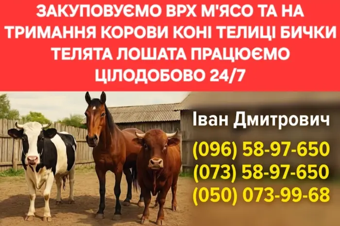 Закуповуємо ВРХ Корови Коні Бички Телиці Телята На М'ясо Та На Тримання- фото № 2