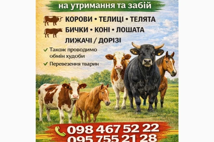 Куплю ВРХ (коров, быков, коней)- фото № 1