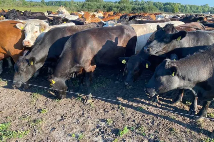 Продам нетелей мясных пород от фермерского хозяйства из 100 голов- фото № 15