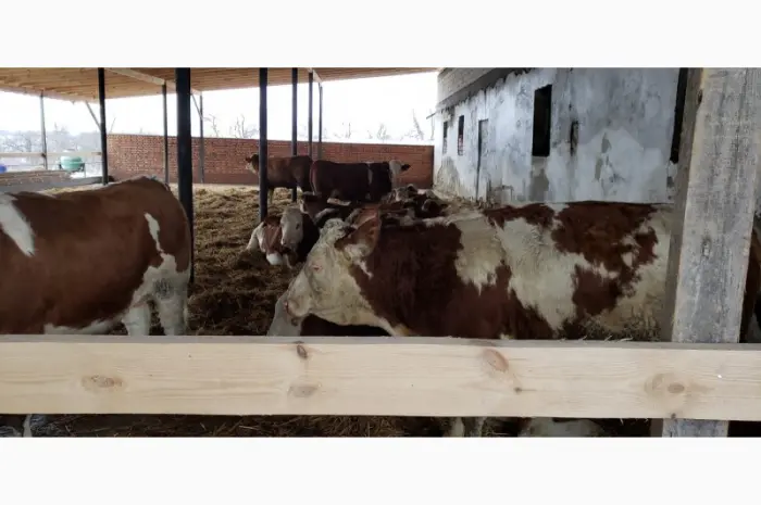 Продам от производителя. Голштинскую и Семинталь породы коровы- фото № 2