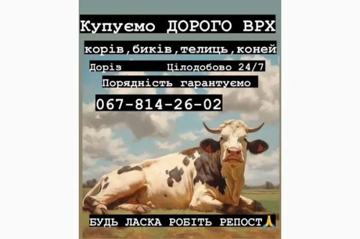 Куплю врх быки коровы- фото № 1