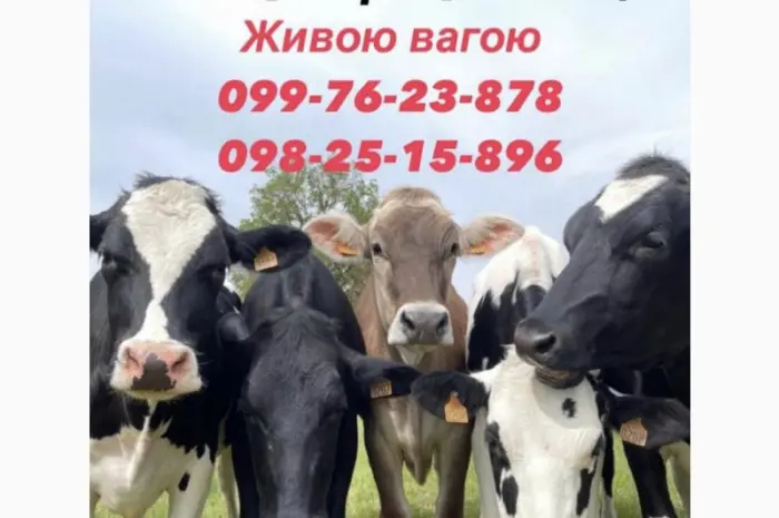 Закупка коров Быков телок- фото № 1