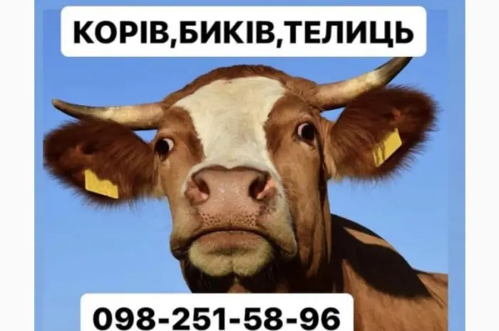 Покупаем врх ДОРОГО коровы быки- фото № 1