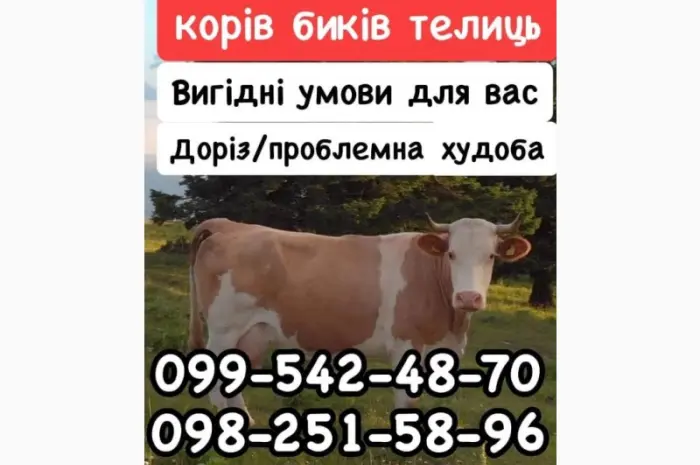 Закупка КРС- фото № 1