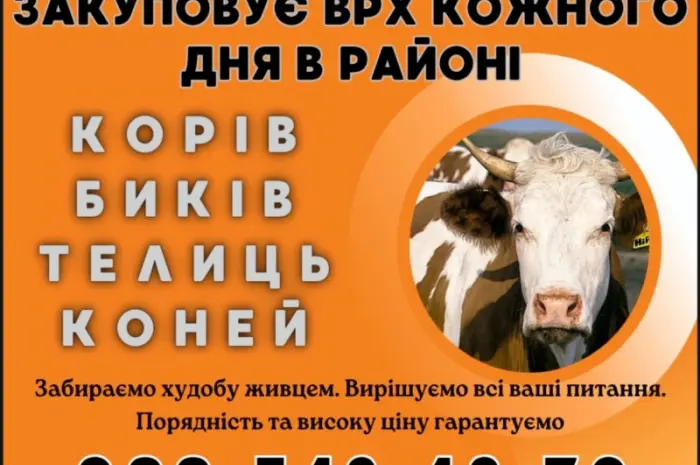 Скупка коров быков- фото № 1