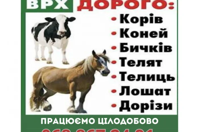 Закупка телят и коней в Житомире- фото № 1