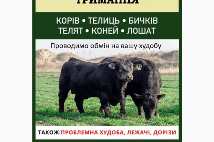 Куплю ВРХ дорого в Киеве- фото № 1