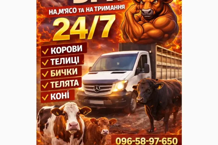Закуповуємо ВРХ Корови Коні Бички Телиці Телята На М'ясо На Тримання- фото № 1
