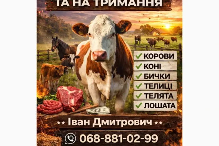 Купити ВРХ : Корови. Коні. Бички.Телиці. На м'ясо та на тримання- фото № 1