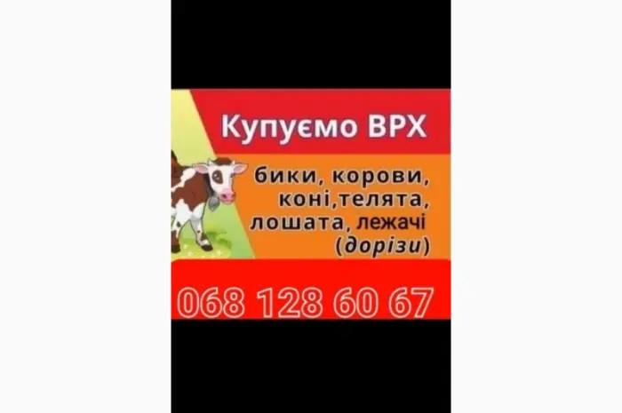 Купити ВРХ на м'ясо та на тримання- фото № 1