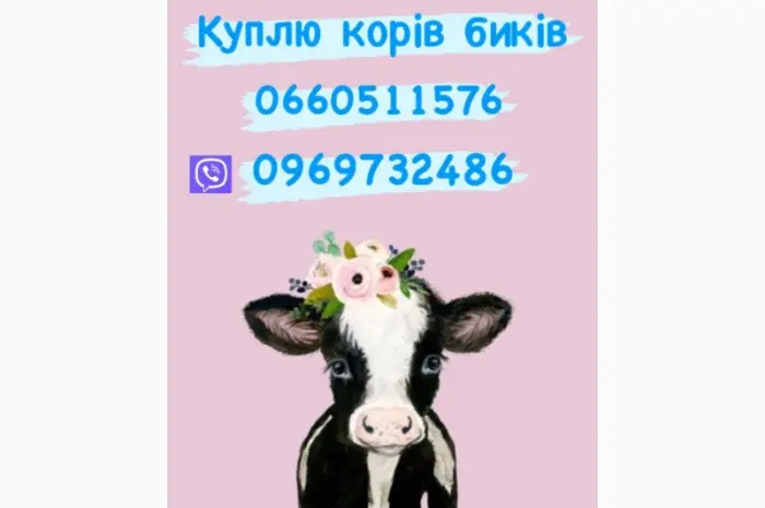 Быки и коровы куплю дорого- фото № 1