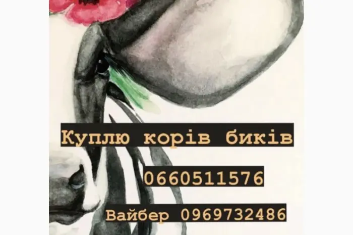Закупка виробництва корів биків баранів на м'ясо!!!! Дорого!!! Цілодобово- фото № 1