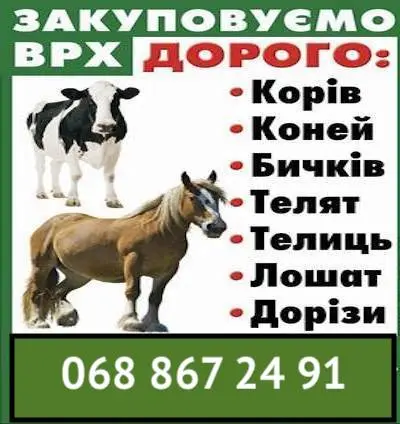 Закупка коней и КРС- фото № 1