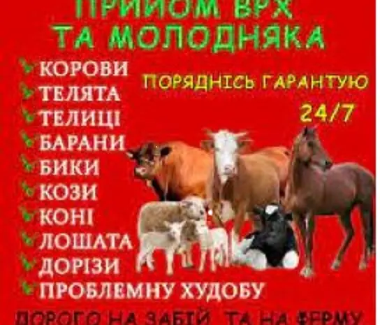 Заготовка врх и коней на мясо и содержание- фото № 1