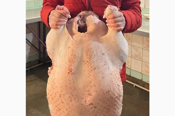 Продам індюшат- фото № 2