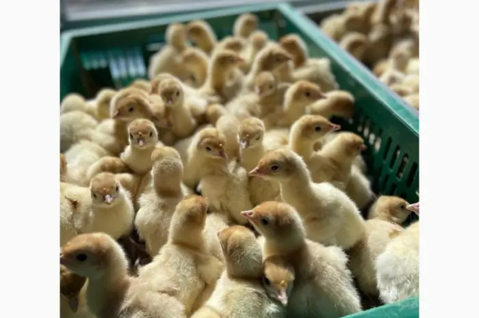 Продам індюшат- фото № 1