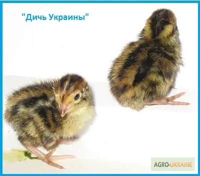 Ексклюзивні перепела- фото № 2