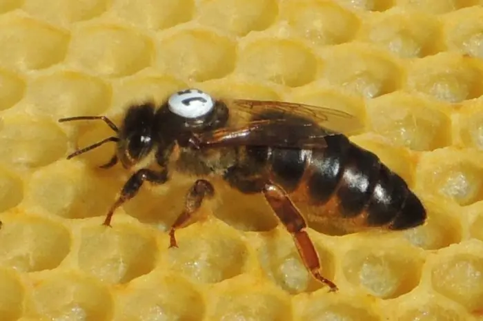 Apis mellifera carnica- фото № 1