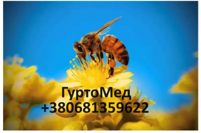 Постійно закуповуємо чистий мед- фото № 3
