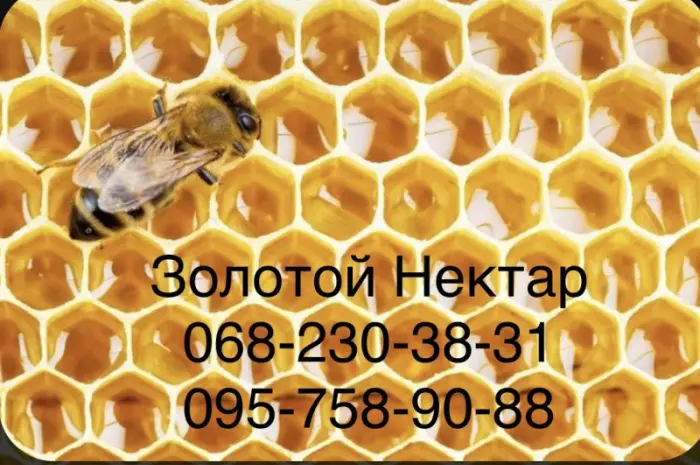 Рапсовый и Подсолнечный МЁД оптом- фото № 1