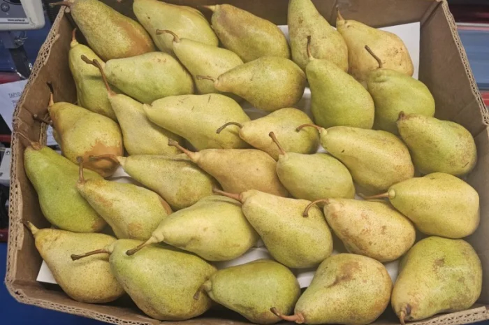 Груша сорту Ксенія (Ноябрська)- фото № 2
