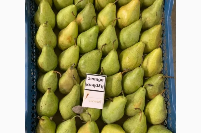 Продам Грушу Ноябрську (Листопадову)- фото № 2