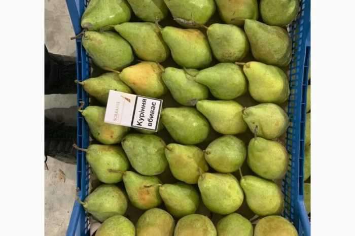 Продам Грушу Ноябрську (Листопадову)- фото № 5