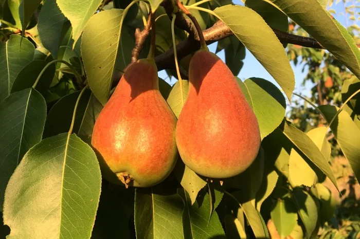 Куплю оптом грушу Конференцию и Яблунивську- фото № 1