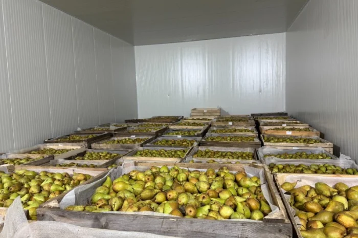 Продам Грушу- фото № 4