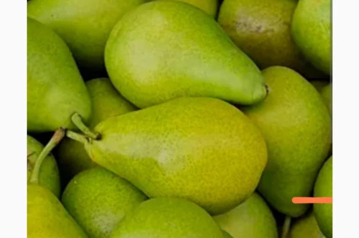 Груша промислова переробка- фото № 1