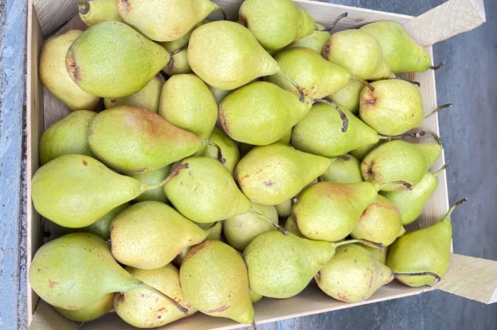 Продам грушу Ноябрська 2 ґатунок- фото № 2